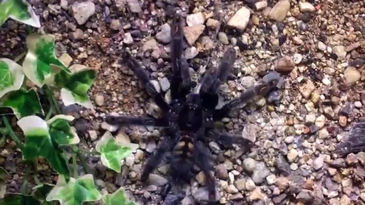 Cute spider wants a hug, aww