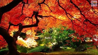Epic Nature Relaxing music from Japan