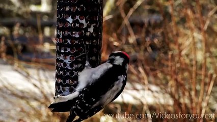 Videos for your Cat Woodpeckers, House Finches, & More