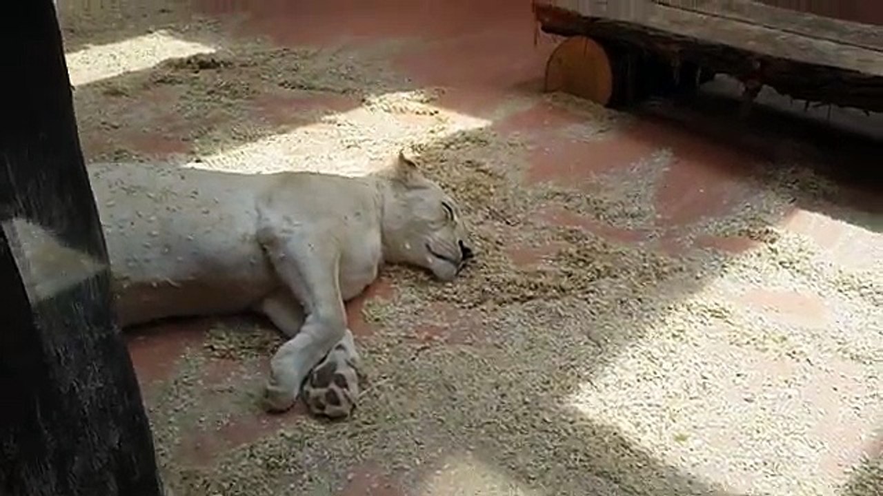 Pregnant White Lioness