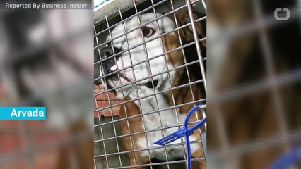 Woman Needs Surgery After Dog Bite In Colorado