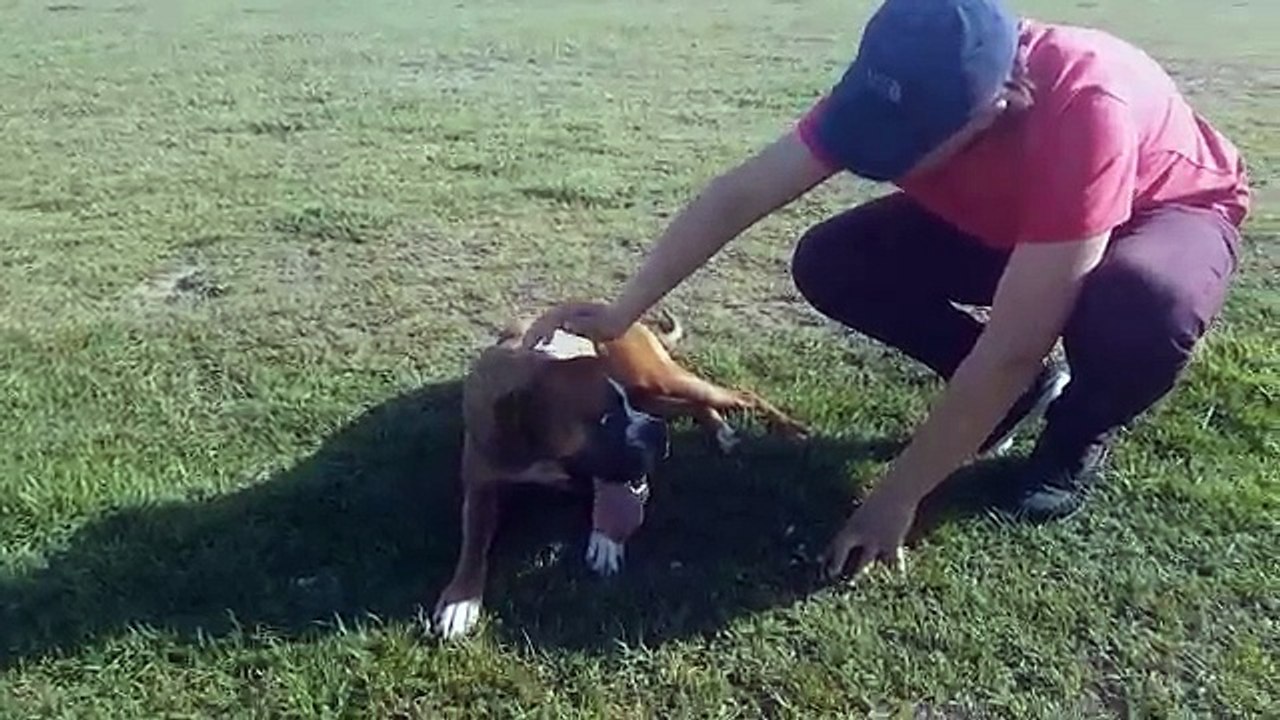 JE ME FAIS ATAQUER PAR UN CHIEN ERRANT EN PLEIN TOURNAGE
