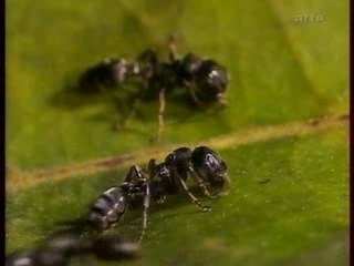 LE MONDE DES FOURMIS-1