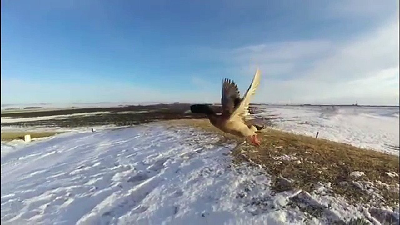 Domestic Ducks Flying