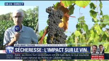 Les fortes chaleurs de l'été vont impacter le goût du vin, selon le directeur de recherche de l'INRA