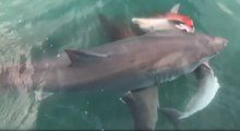 Un requin se fait voler le dauphin qu'il mangeait par un énorme requin blanc
