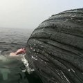 Un grand requin blanc croque sans relâche dans la carcasse d'une baleine