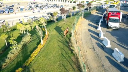 Başakşehir'de kaçan dana vatandaşa zor anlar yaşattı