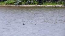 Ducks At The River＠花田雄司