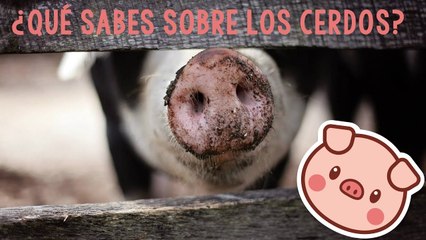 Los cerdos son unos animales increíbles by rolloid