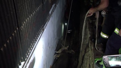 Kaçan kurbanlık iki duvar arasına sıkıştı - KOCAELİ