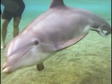 All About Dolphins - Incredible Dolphin Birth at Dolphin Quest Hawaii