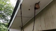 Une colonie de fourmis attaque un nid de guêpes