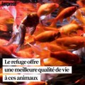 A Paris, un refuge pour poissons rouges