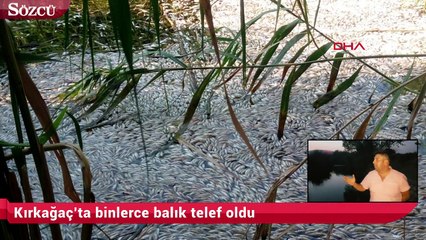Kırkağaç’ta binlerce balık telef oldu