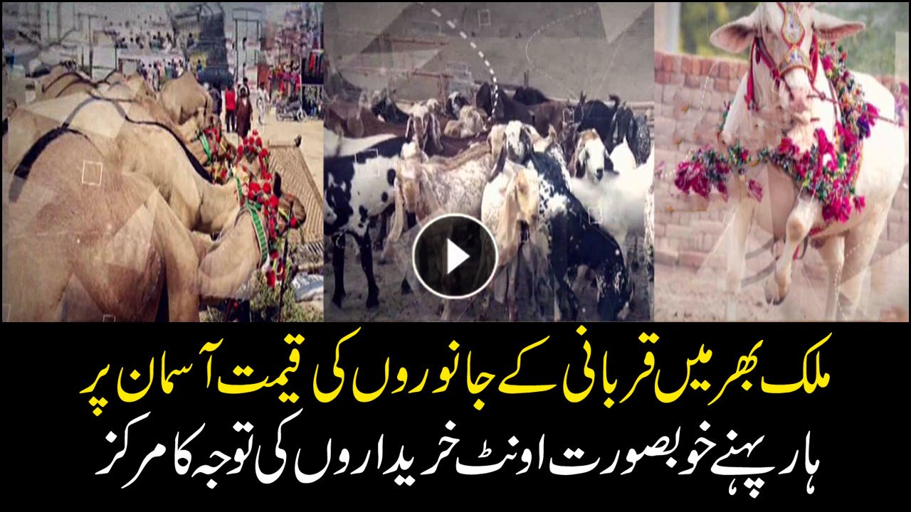 Prices of sacrificial animals soars high ahead of Eid-ul-Azha