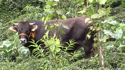 Kesime giderken 2 kişiyi yaralayan boğa çay bahçesine düştü - RİZE