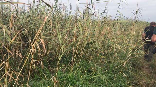 Étude et baguage des oiseaux migrateurs par l'association Acrola