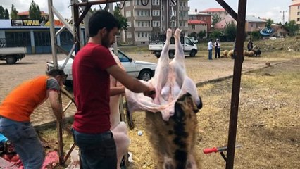 Kars’ta kurbanlıklar elde kaldı