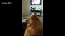 This is what happens when a golden retriever hears puppies crying on TV