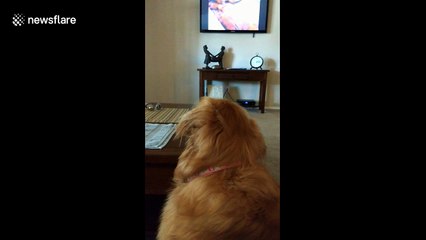 This is what happens when a golden retriever hears puppies crying on TV