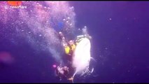 Scuba diver arrested after riding a whale shark