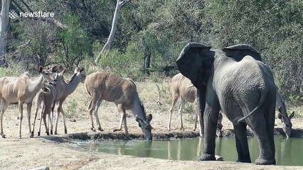 Grumpy elephant chases antelopes away from watering hole