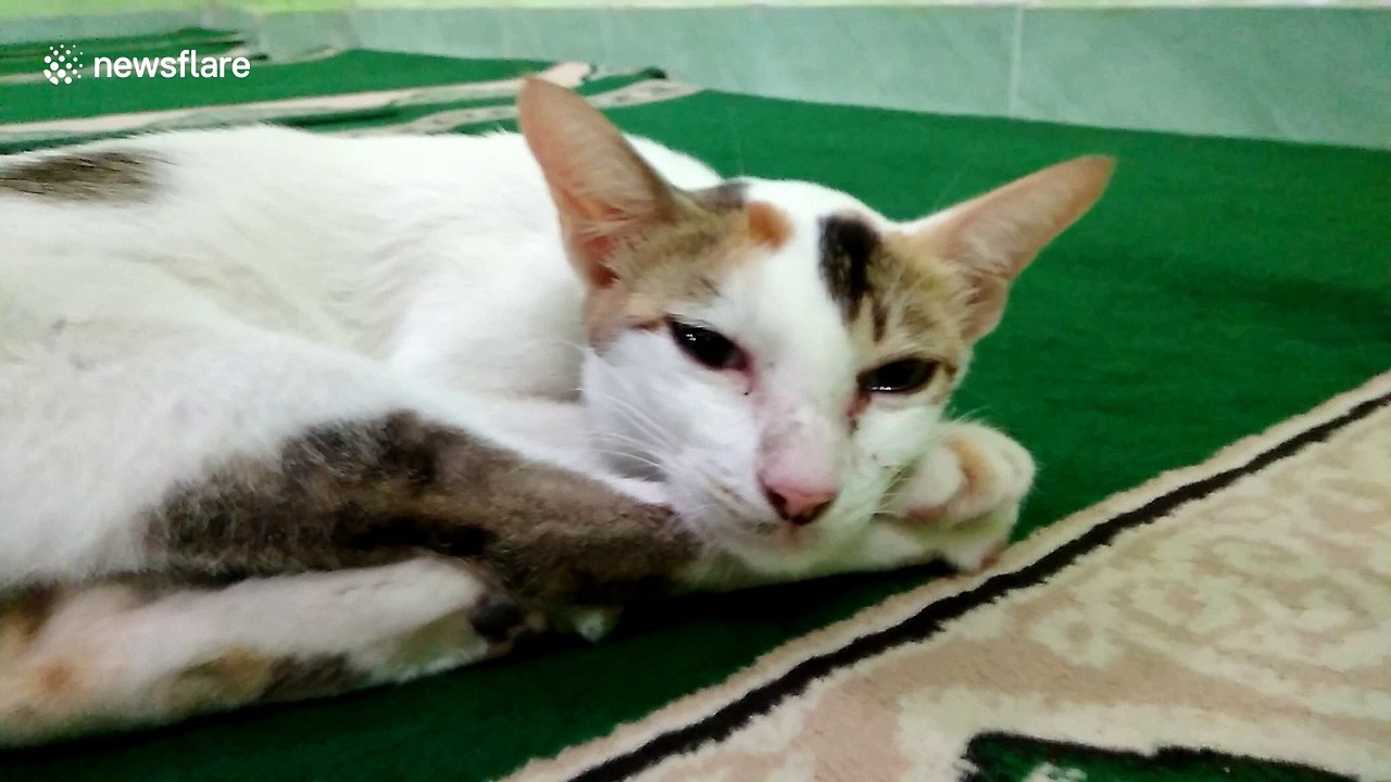 Lizard hiding under sleeping cat’s tail gets caught when feline wakes