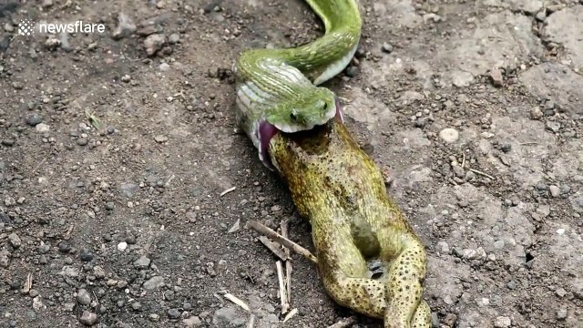 Stomach-churning moment small snake regurgitates giant frog