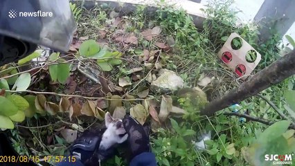 Motorbike rider stops traffic to save kitten's life before riding home with it in his pocket