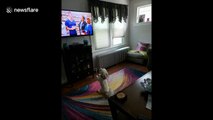 Adorable puppy gets super excited when pet food commercial comes on