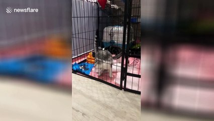 Cat squeezes through small gap on cage