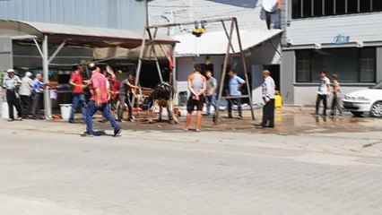 Kurbanlık tosunun inadı, kasaplara zor anlar yaşattı