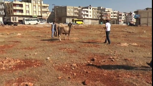 İpini Koparan Kurbanlık Dana Zor Anlar Yaşattı