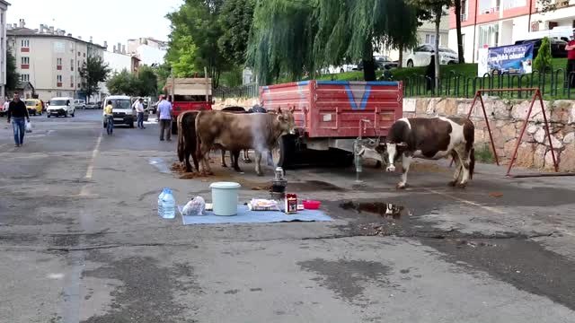 Kurban Bayramı - Kurban Kesimi