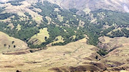 Ağrı Dağı'nın 'huş' ormanı - IĞDIR