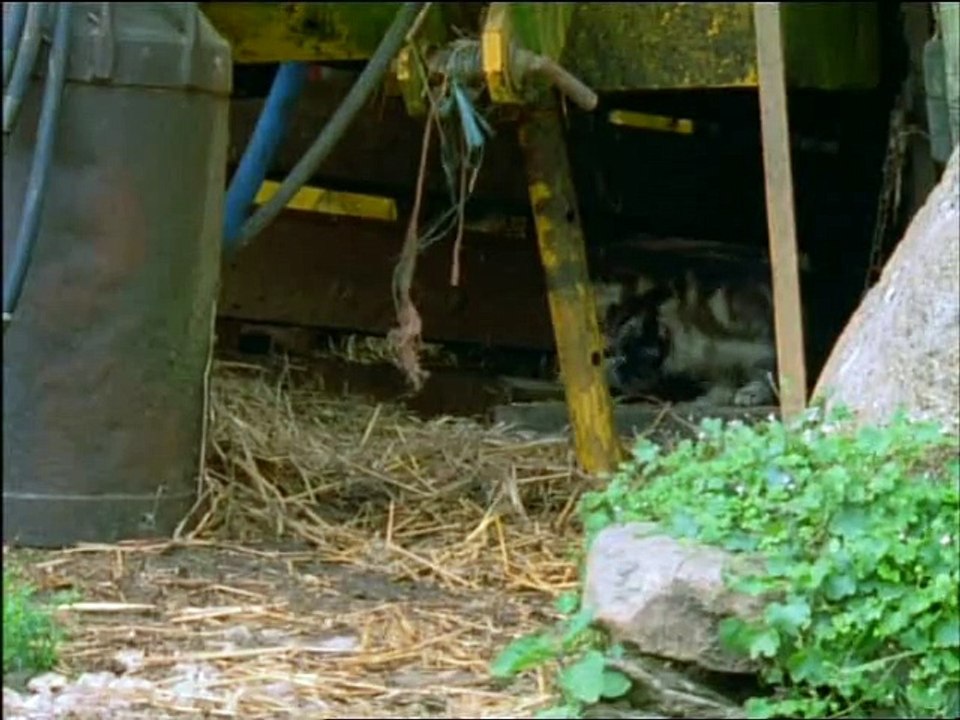 BBC - Predators - 6 Of 6 - Natural Born Killers