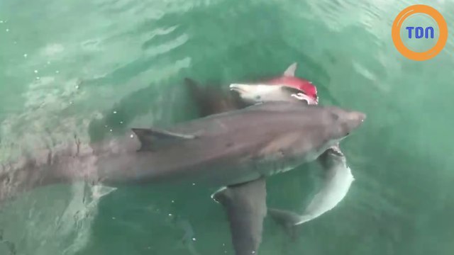 Un requin tue un dauphin et se fait attaquer par un requin encore plus féroce !