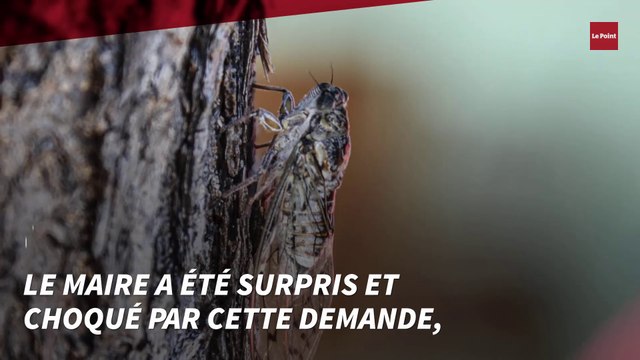 Des touristes veulent éliminer des cigales trop bruyantes