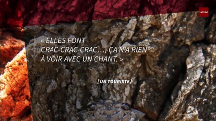 Des touristes veulent éliminer des cigales trop bruyantes