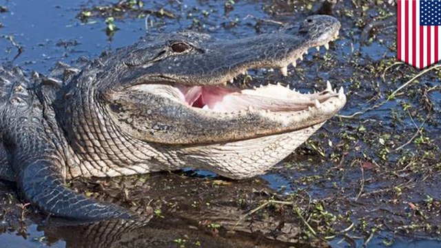 Woman killed by alligator as she attempts to save her dog