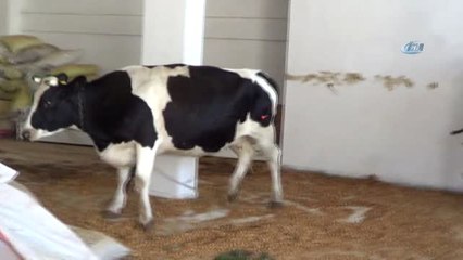 Kesileceğini Anlayan Kızgın İnek İğneyle Sakinleştirildi