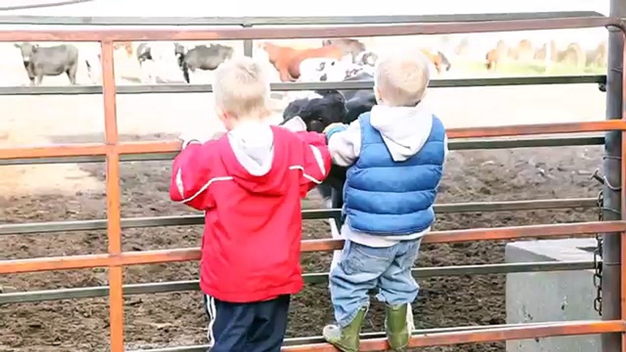 Where Does Milk Come From?