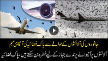 Birds flocking over animal corpses during Eid can affect flights, PAF to take notice