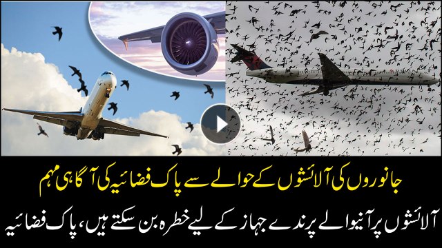 Birds flocking over animal corpses during Eid can affect flights, PAF to take notice
