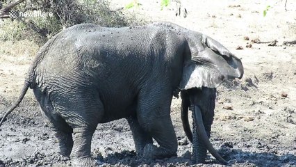 Rare adult elephant enjoys playing in the mud like a baby