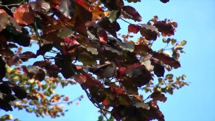 Se retrasa 24 horas el lanzamiento de Aeolus, de la ESA