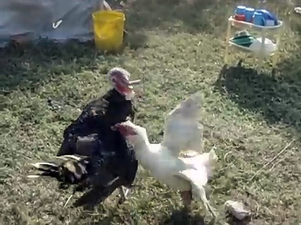 Ocampo (Turkey) and Ruto (Goose) Fighting it Out