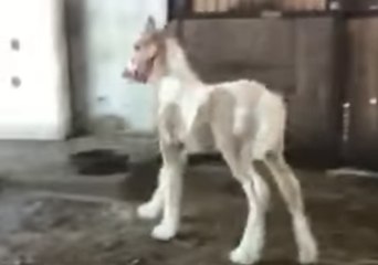 Excited Foals Are Happiness Goals