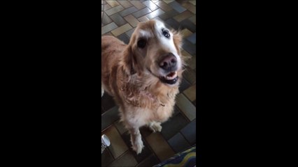 La superbe réaction de cette chienne qui apprend qu'elle a vaincu son cancer pourtant réputé incurable